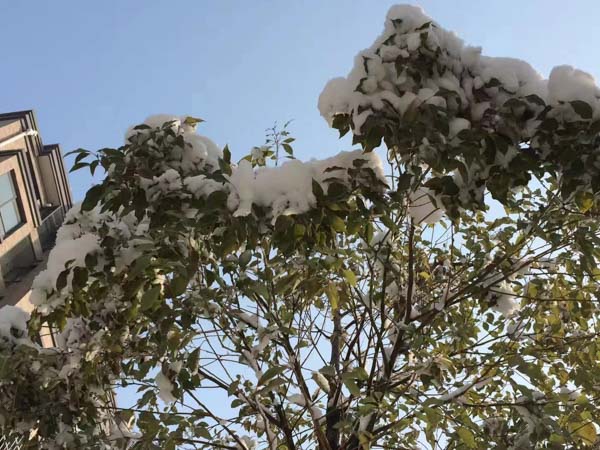 離婚糾紛中彩禮款的處理是怎樣的？上海比較出名的律師事務所為您解答